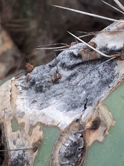 Phyllosticta concava