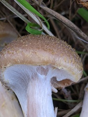 Armillaria gallica