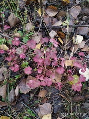 Oxalis stricta rufa