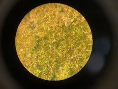 Ephemerum spinulosum