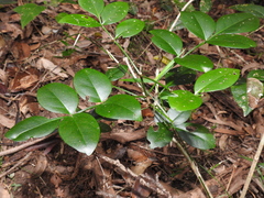 Pandorea jasminoides