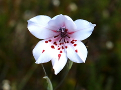 Gladiolus variegatus