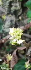 Epithema ceylanicum