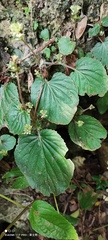 Epithema ceylanicum