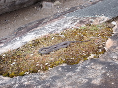 Pseudonaja inframacula