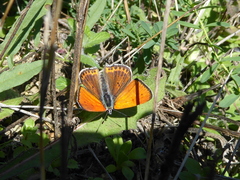 Lycaena thersamon