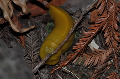 Ariolimax dolichophallus