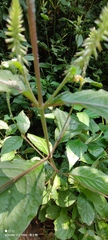 Achyranthes splendens rotundata