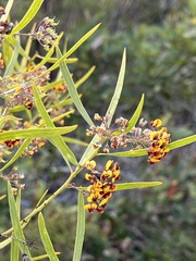Daviesia corymbosa