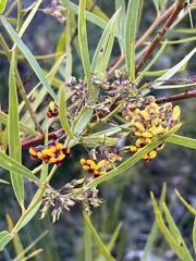 Daviesia corymbosa