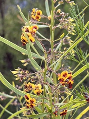 Daviesia corymbosa
