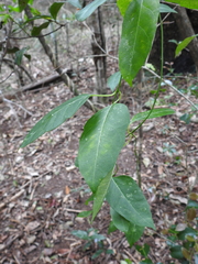 Leichhardtia fraseri