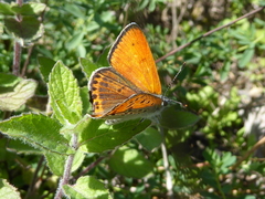 Lycaena thersamon