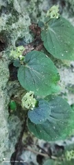 Epithema ceylanicum
