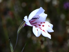 Gladiolus variegatus
