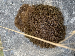 Schistidium papillosum