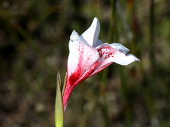 Gladiolus variegatus
