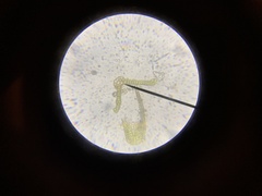 Schistidium papillosum