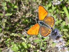 Lycaena thersamon