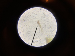 Schistidium papillosum