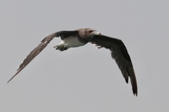 Ichthyaetus hemprichii