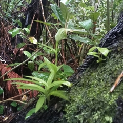Pterostylis banksii