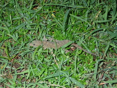 Hemidactylus brookii