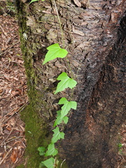 Zehneria cunninghamii