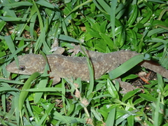 Hemidactylus brookii