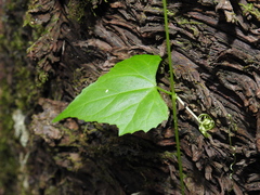 Zehneria cunninghamii