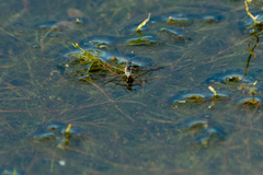 Neogerris hesione