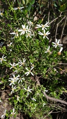 Olearia muelleri