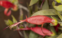 Eremophila glabra