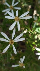 Olearia muelleri