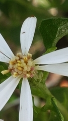 Olearia muelleri