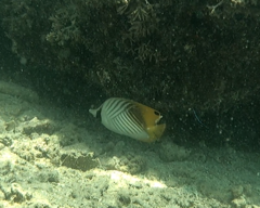 Chaetodon auriga