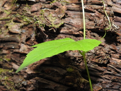 Zehneria cunninghamii
