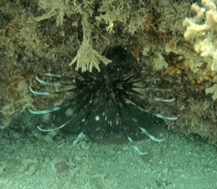 Pterois