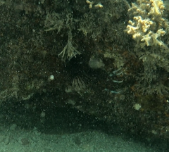 Pterois