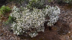 Olearia muelleri