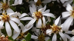 Olearia muelleri
