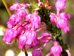 Erica irregularis