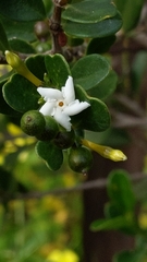 Alyxia buxifolia