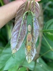 Homoeocerus graminis