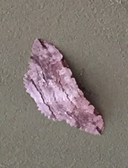 Thysania zenobia