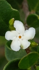 Alyxia buxifolia