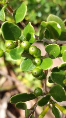 Alyxia buxifolia