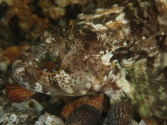 Calliclinus geniguttatus