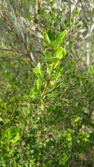 Alyxia buxifolia