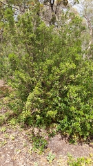 Alyxia buxifolia